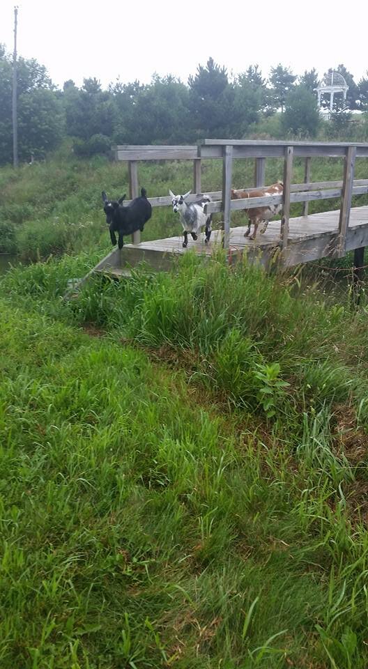 Black, brown, and speckled goat crossing wooden bridge in a field