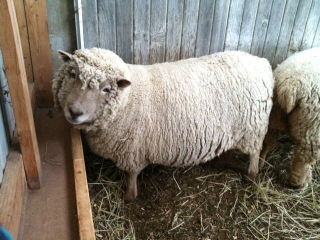 Sheep in barn