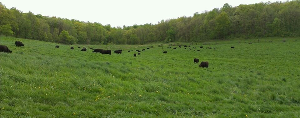 Large open field of cattle