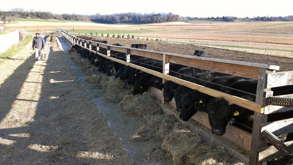 cattle feeding