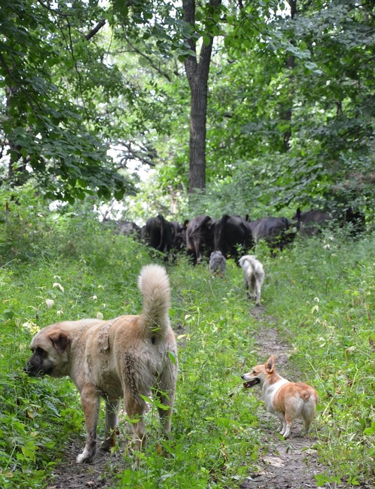 Dogs following behind cattle on a path