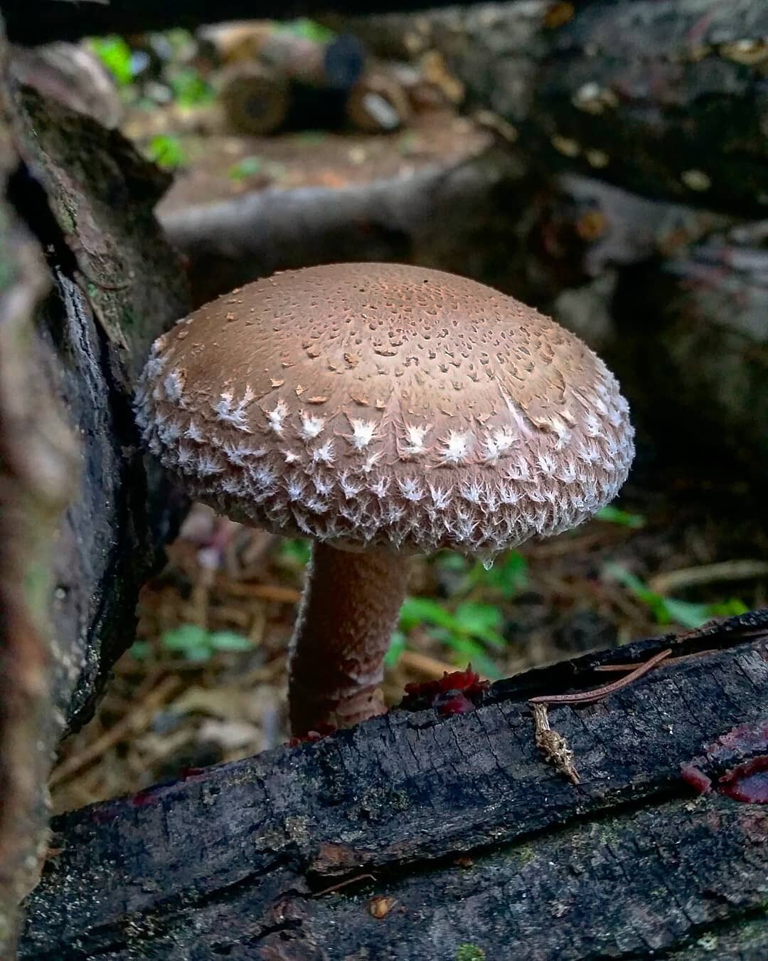 oyster mushrooms