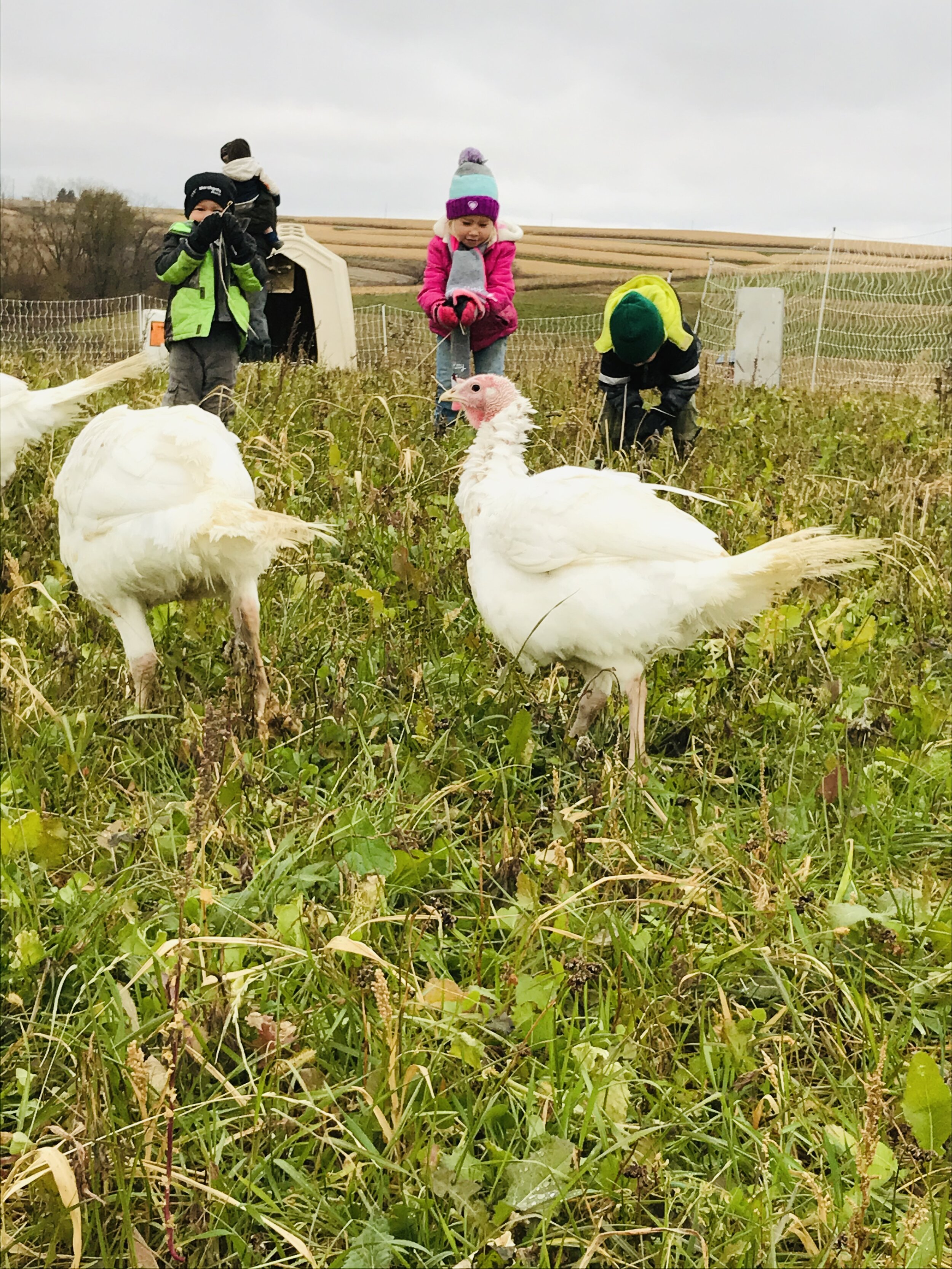 Kids in field with turkeys