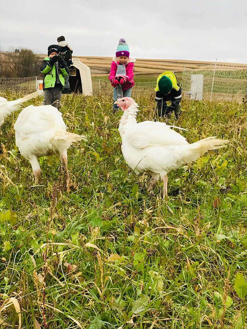 Wholesome Family Farms