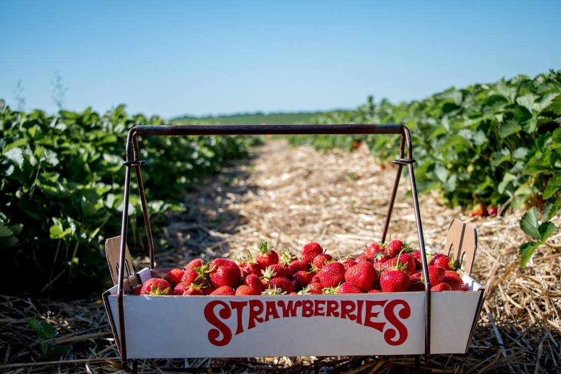 White box of red strawberries in field