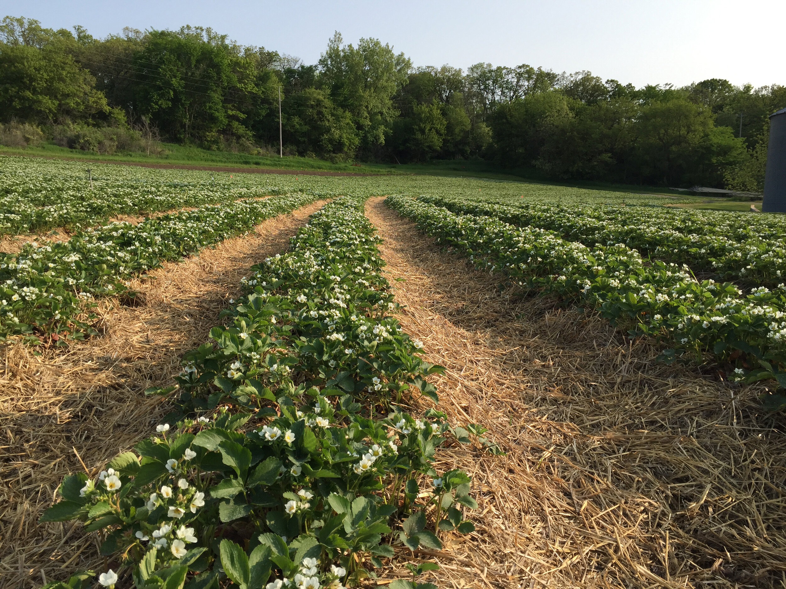 Rows of strawberries 