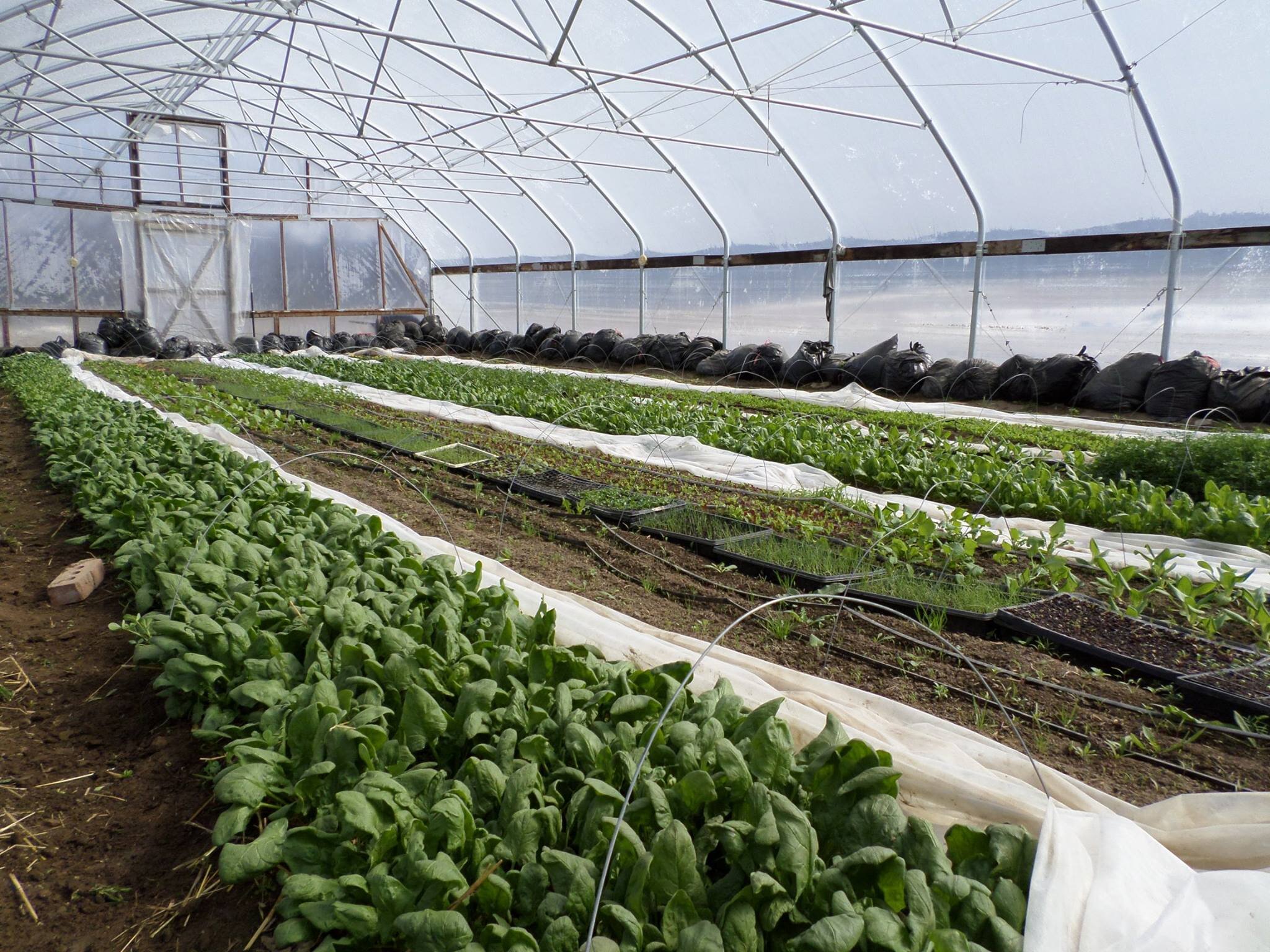 rows of spinach in greenhouse