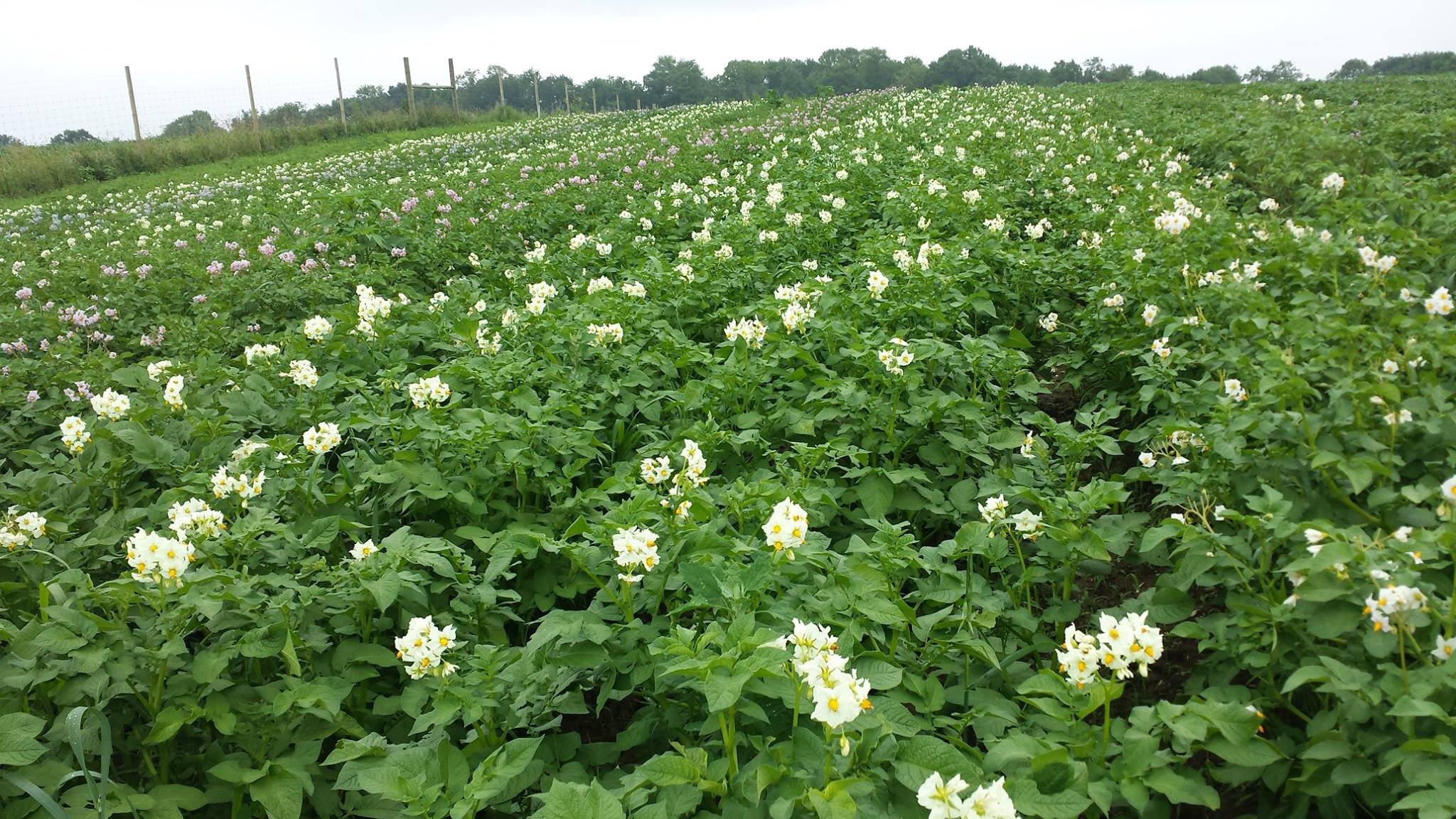 A field of potatoes with white flowers