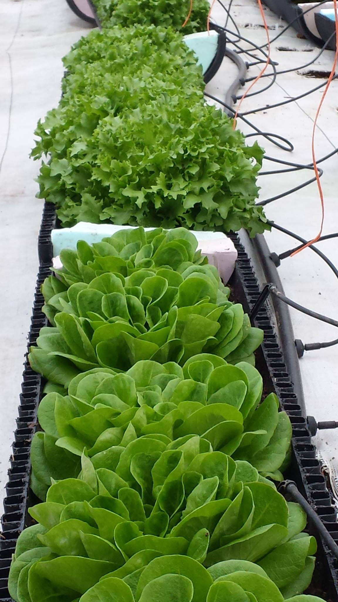 Crates of hydroponic lettuce