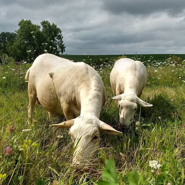 Radicle Heart Farm