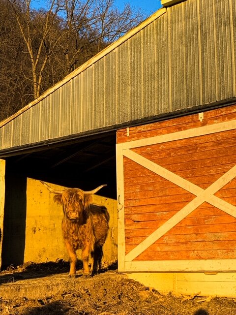 Highland cattle in orange sunset standing in the entryway of a red barn