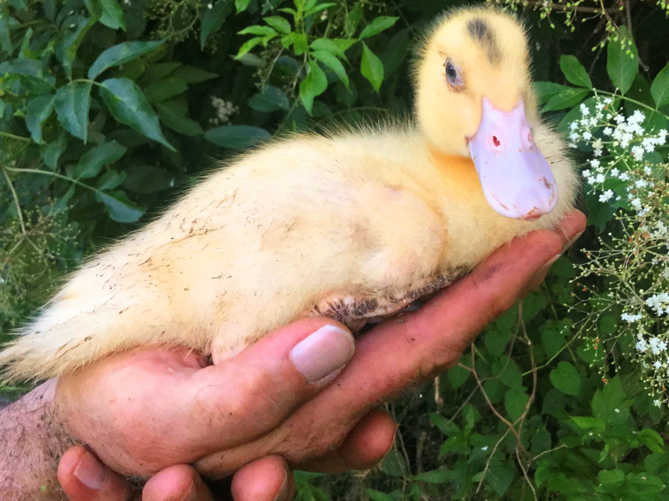Baby duck being held in a hand