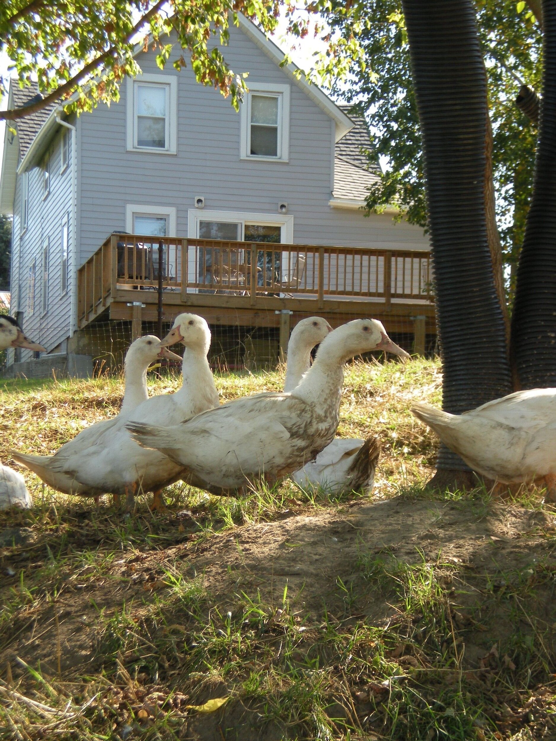 Flock of ducks in the foreground with a farmhouse in the background