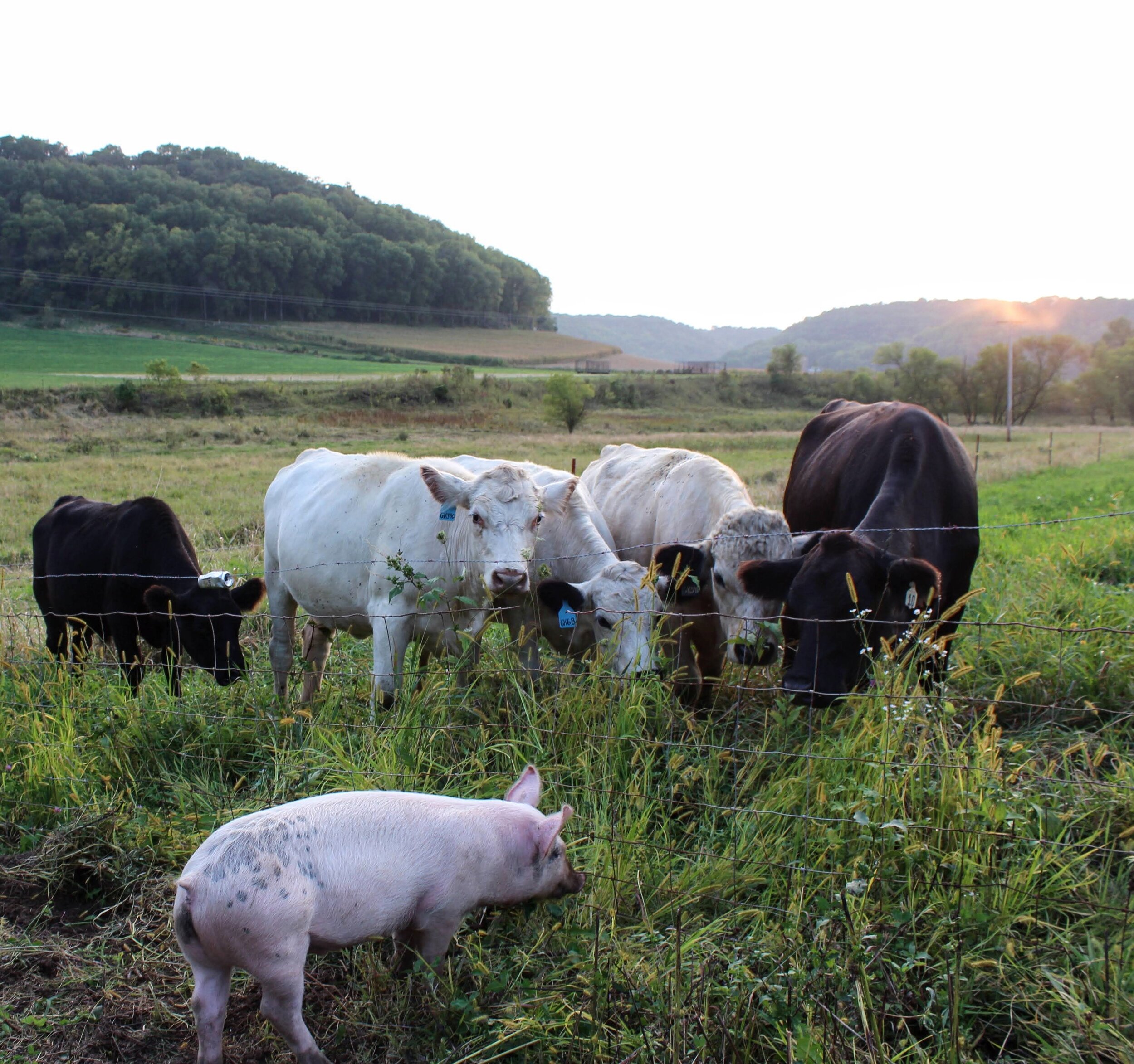 Sheri Schwert - The Sand Farm pigs and cows.jpg