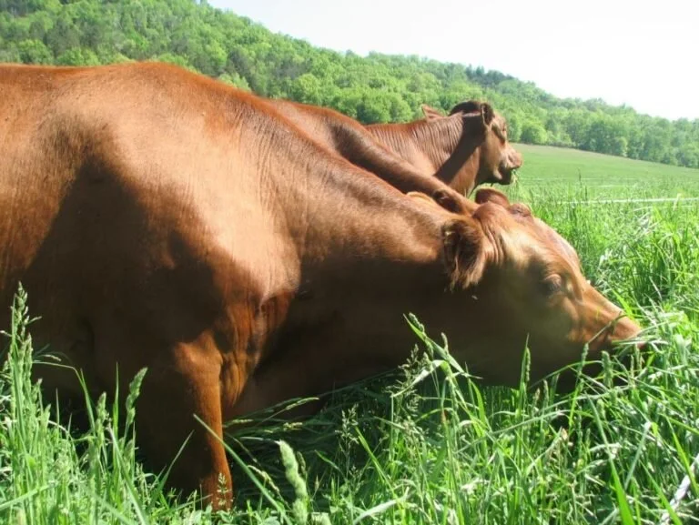 Ana Skemp - 631178D1-8380-4573-9A9F-727760B7874A.jpeg