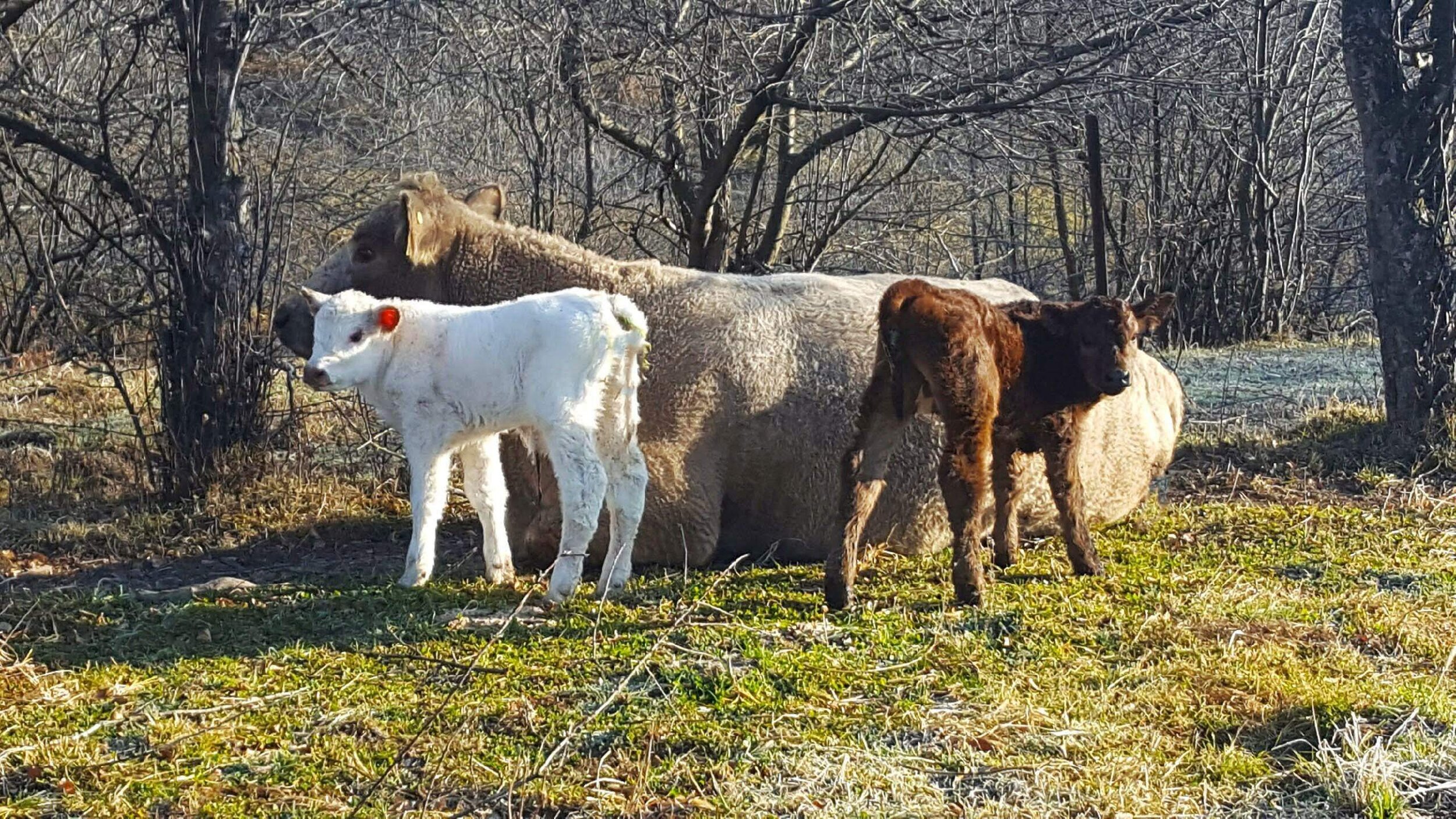 Cork Hollow Cattle Company