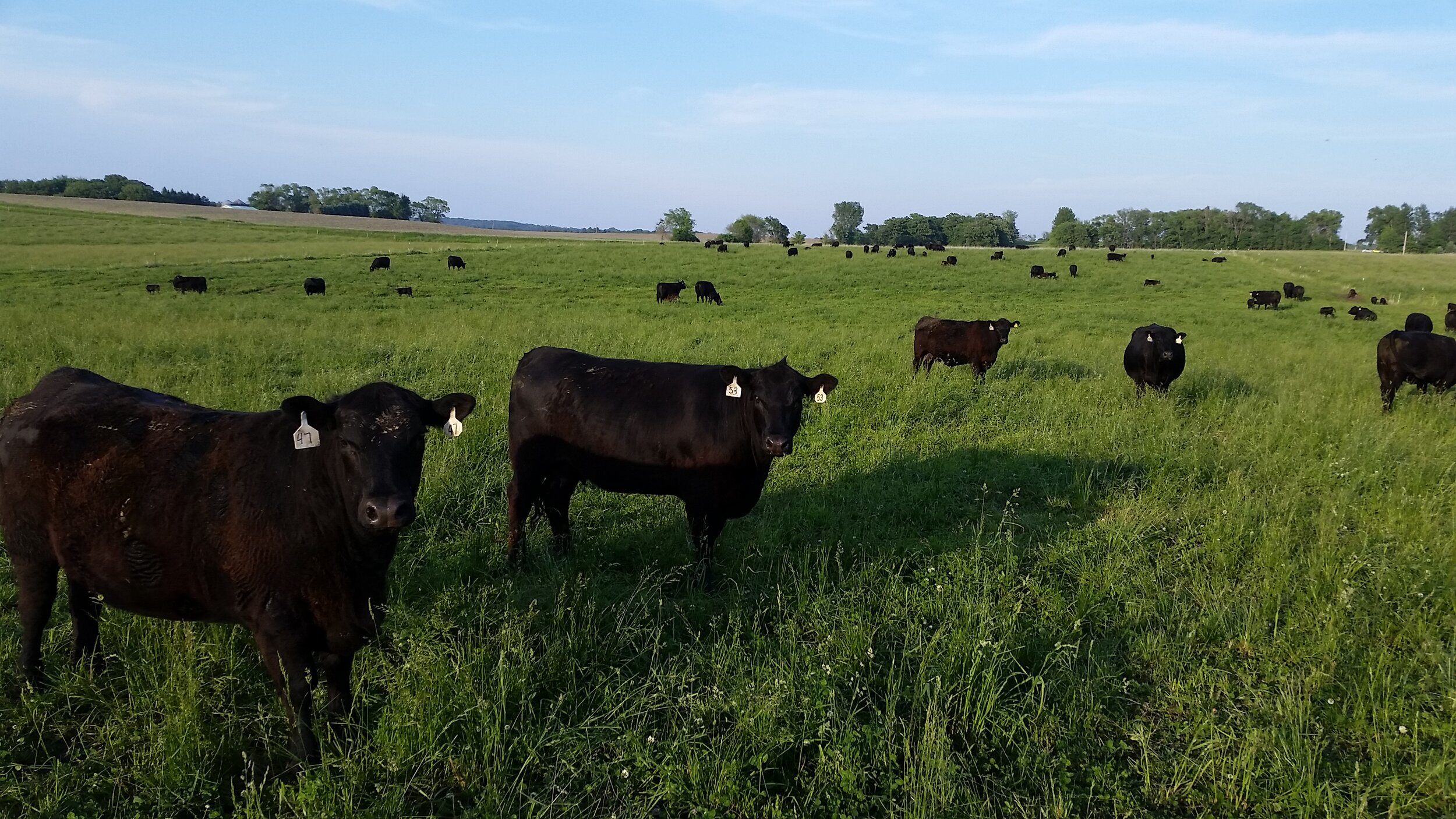 Black angus cattle in a lush green pasture
