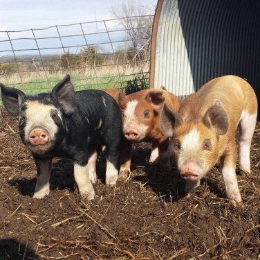 3 piglets in mud
