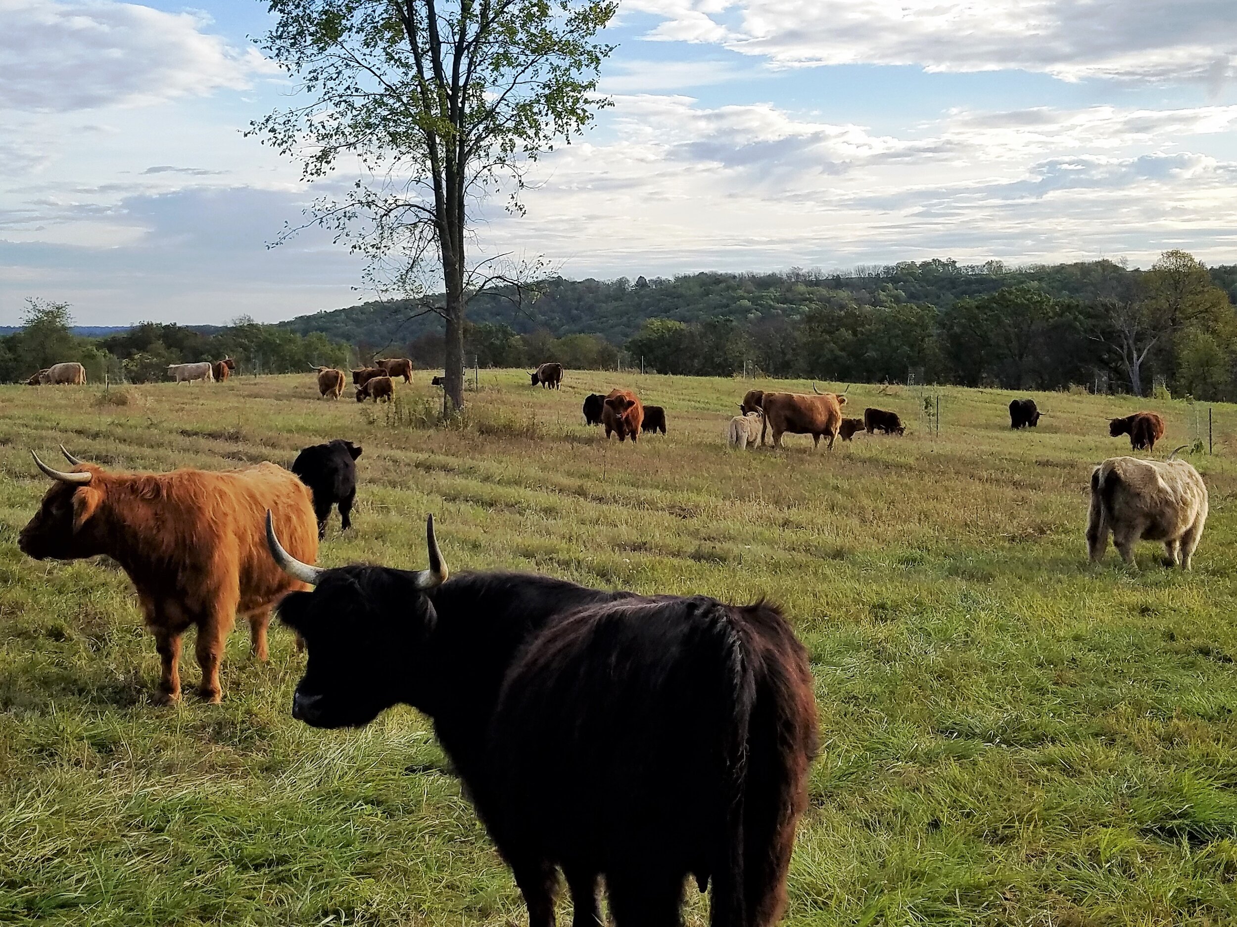 cattle in pasture