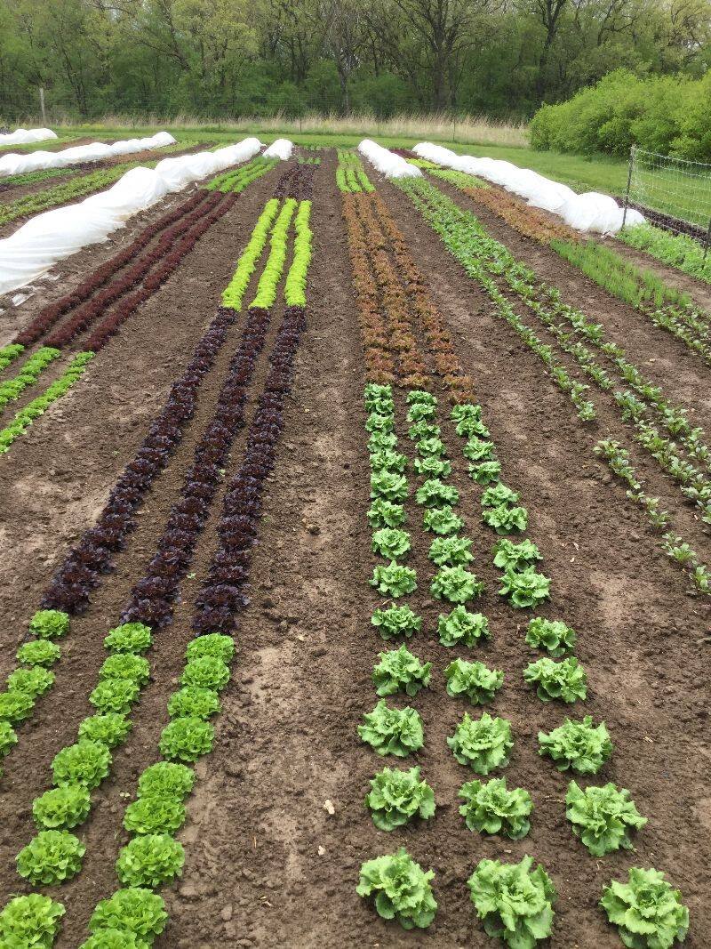 field of salad greens