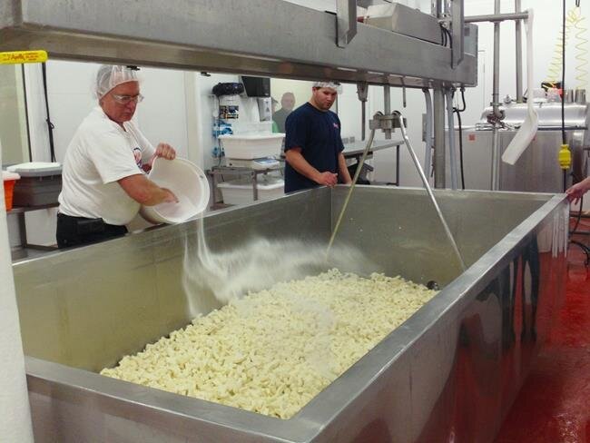 man making cheese curds in vat