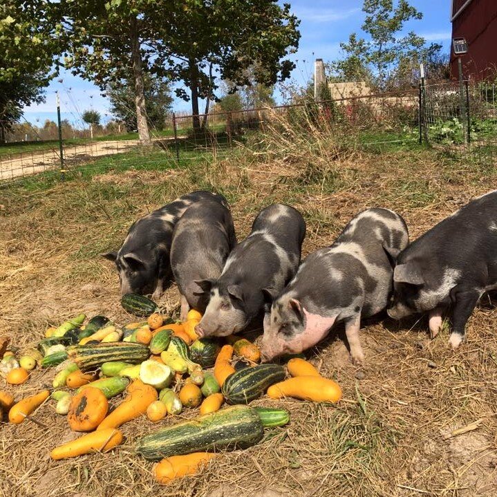 pigs eating vegetables
