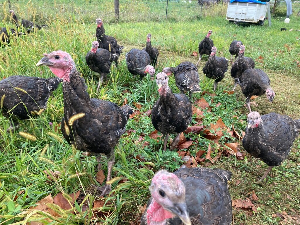 turkeys on grass