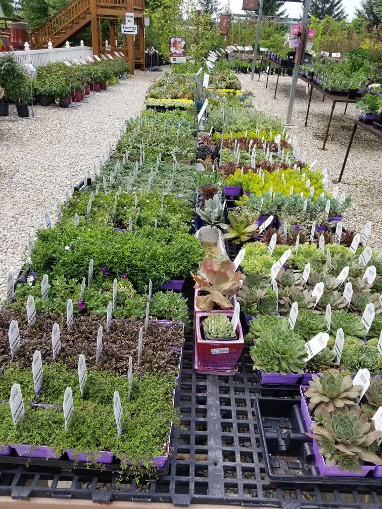 bench of nursery plants