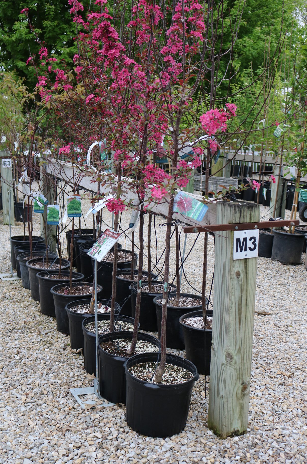 trees in garden center