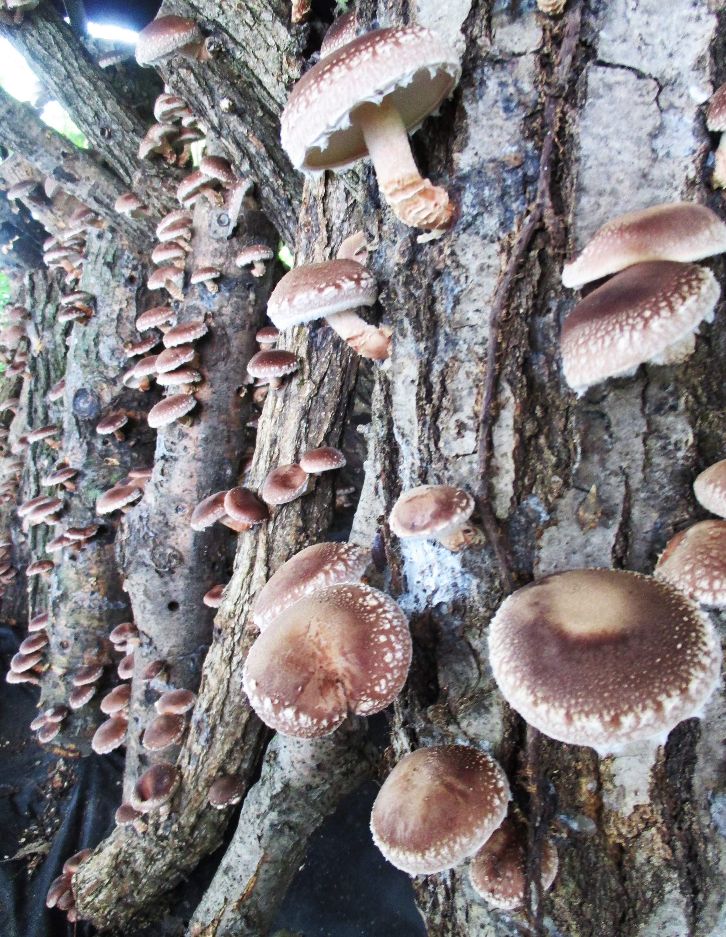 mushrooms growing on log