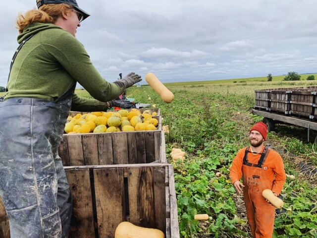farmers tossing squash to trailer