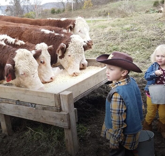 child looking at cattle eating