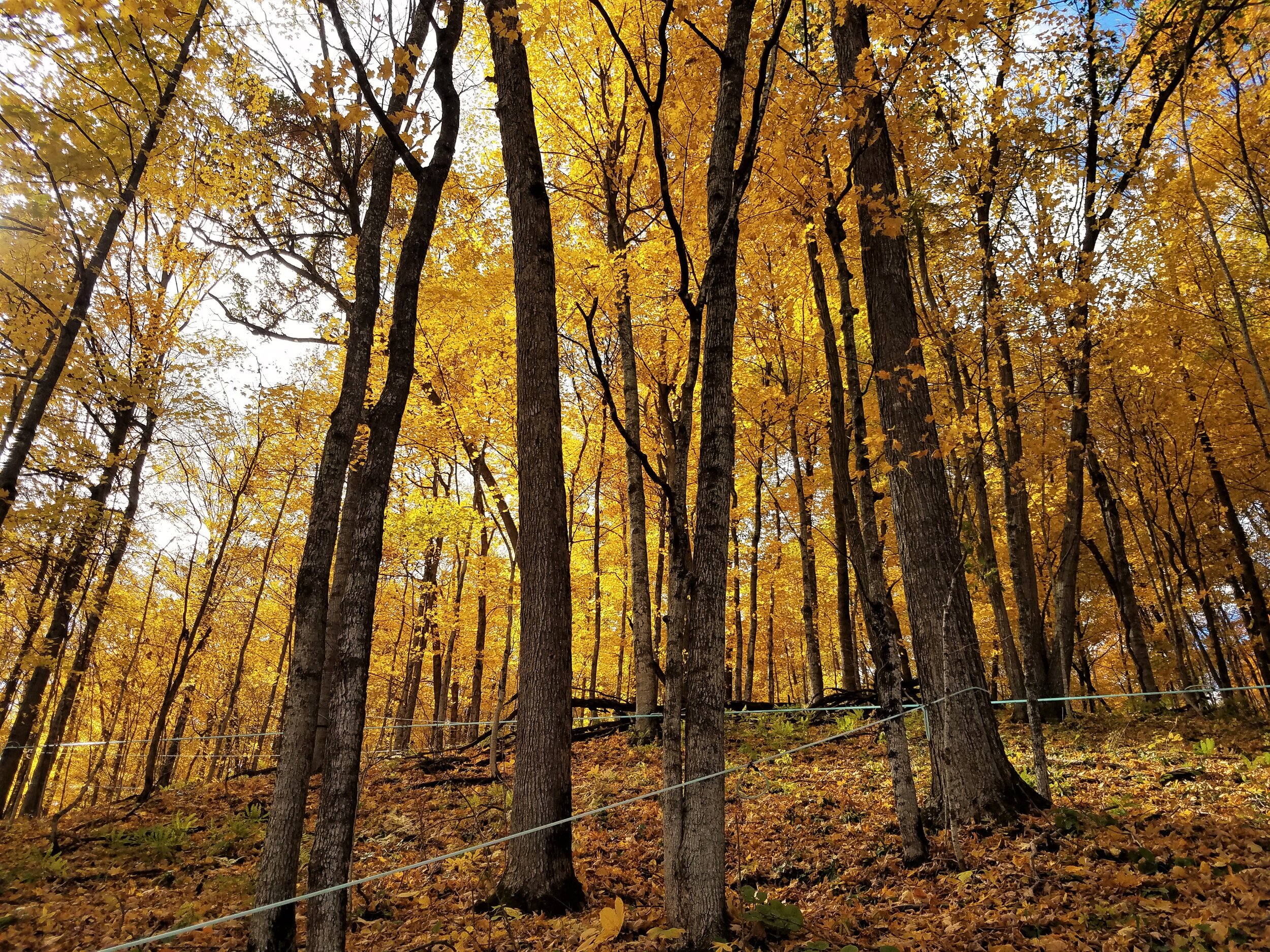maple trees in autumn