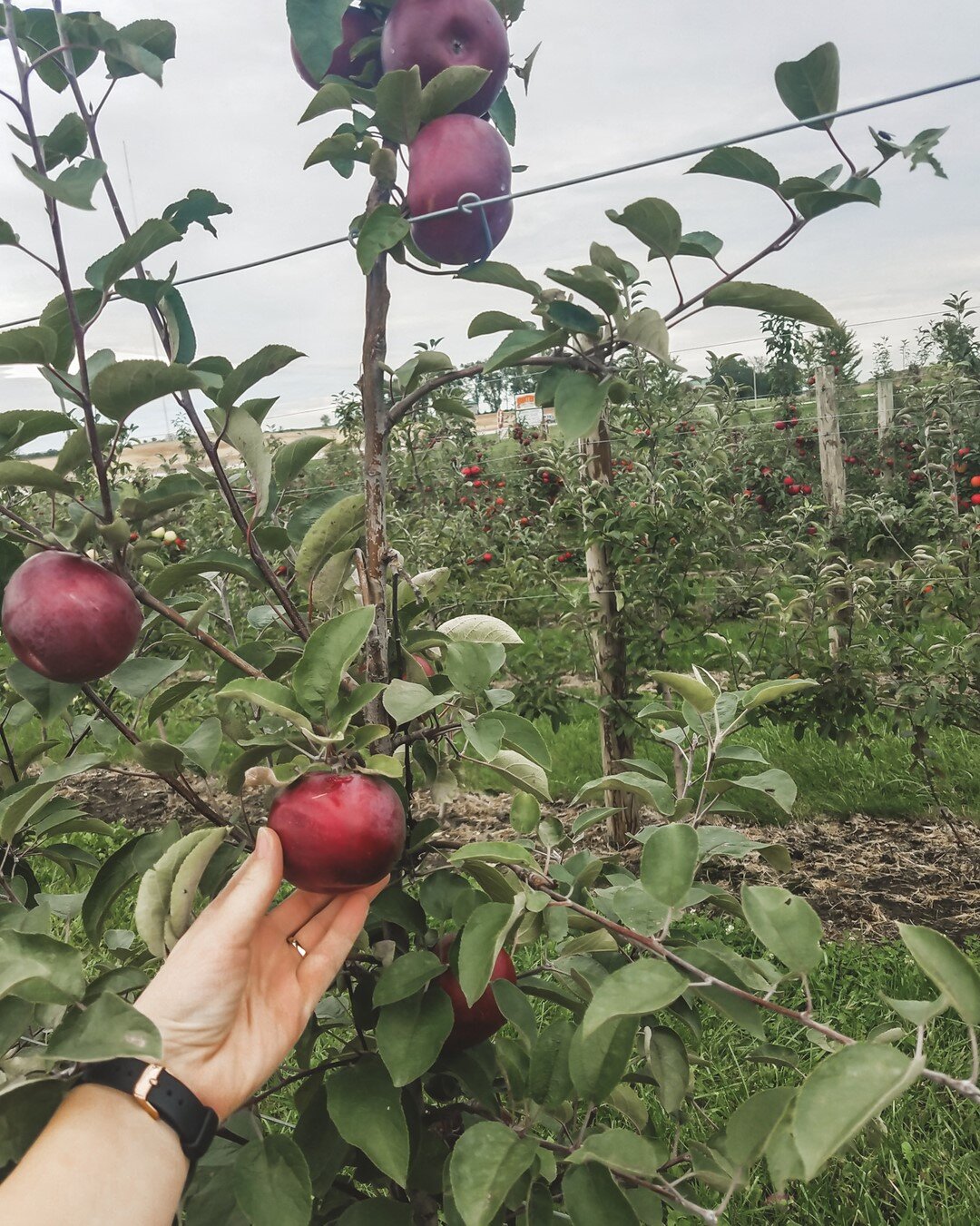 apple tree