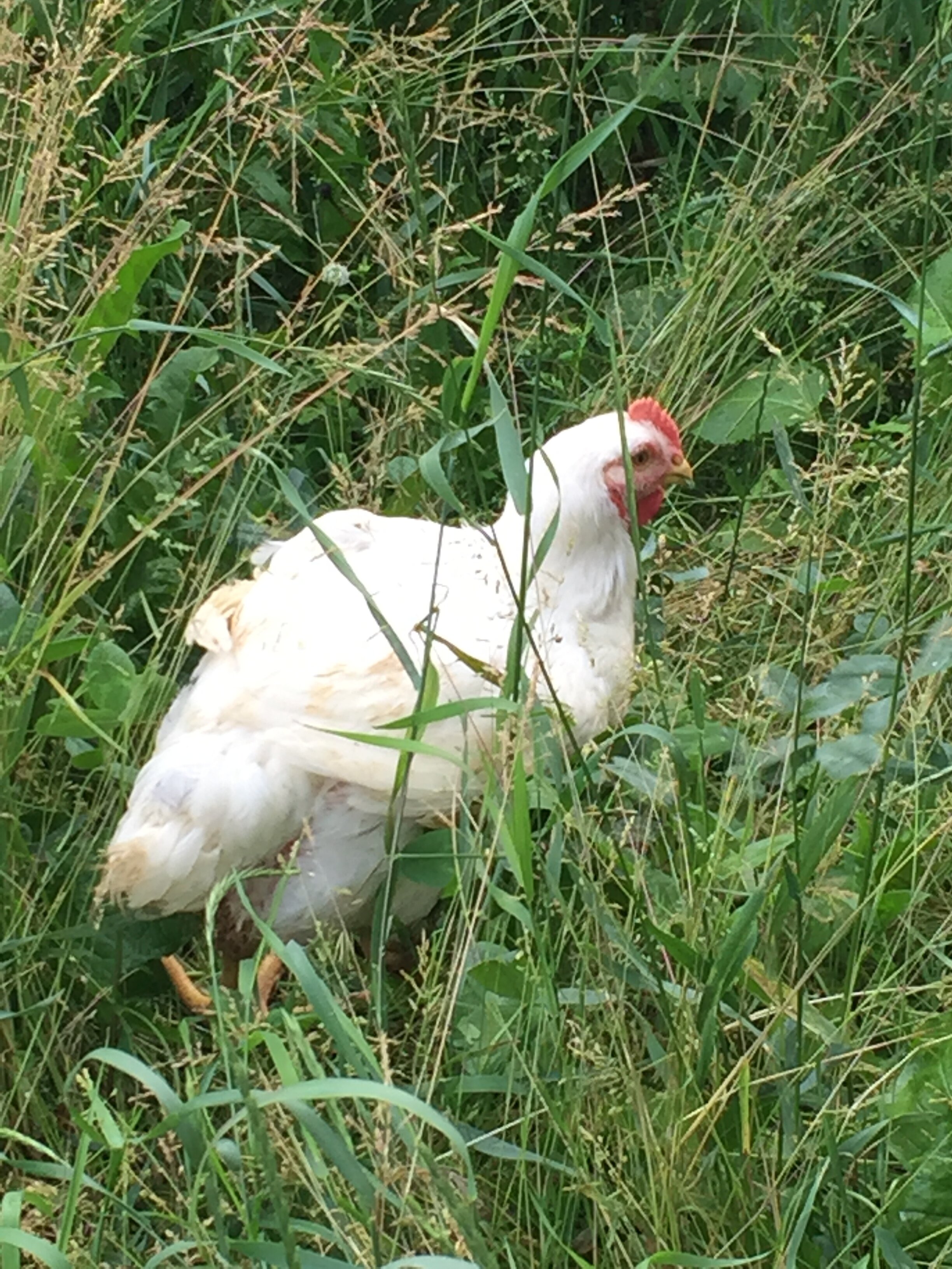 chicken in grass