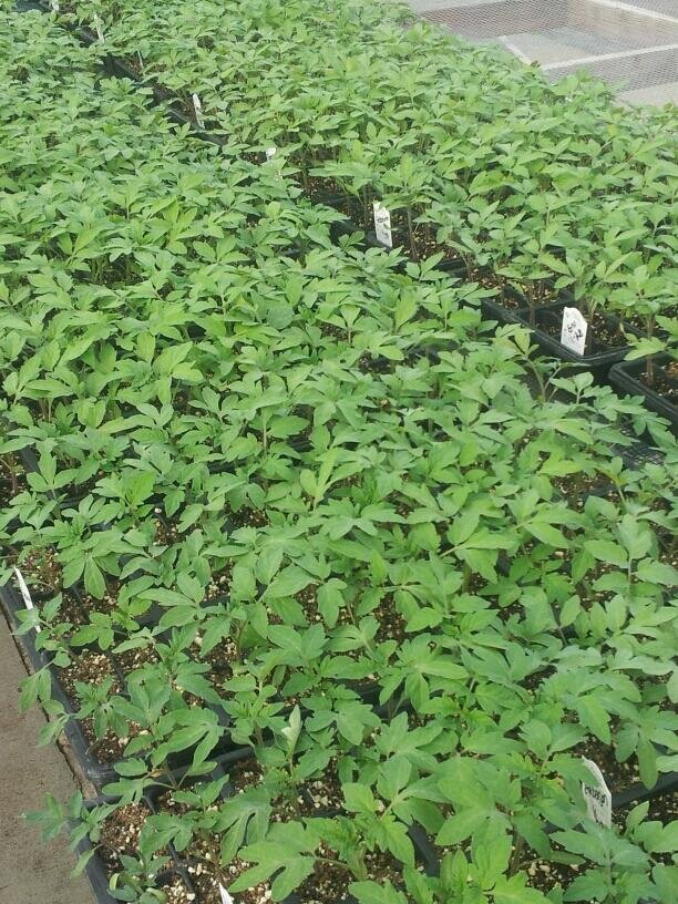 tomato seedlings