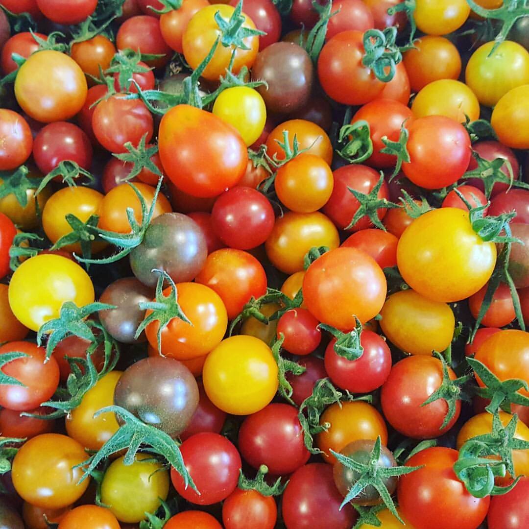 tomatoes