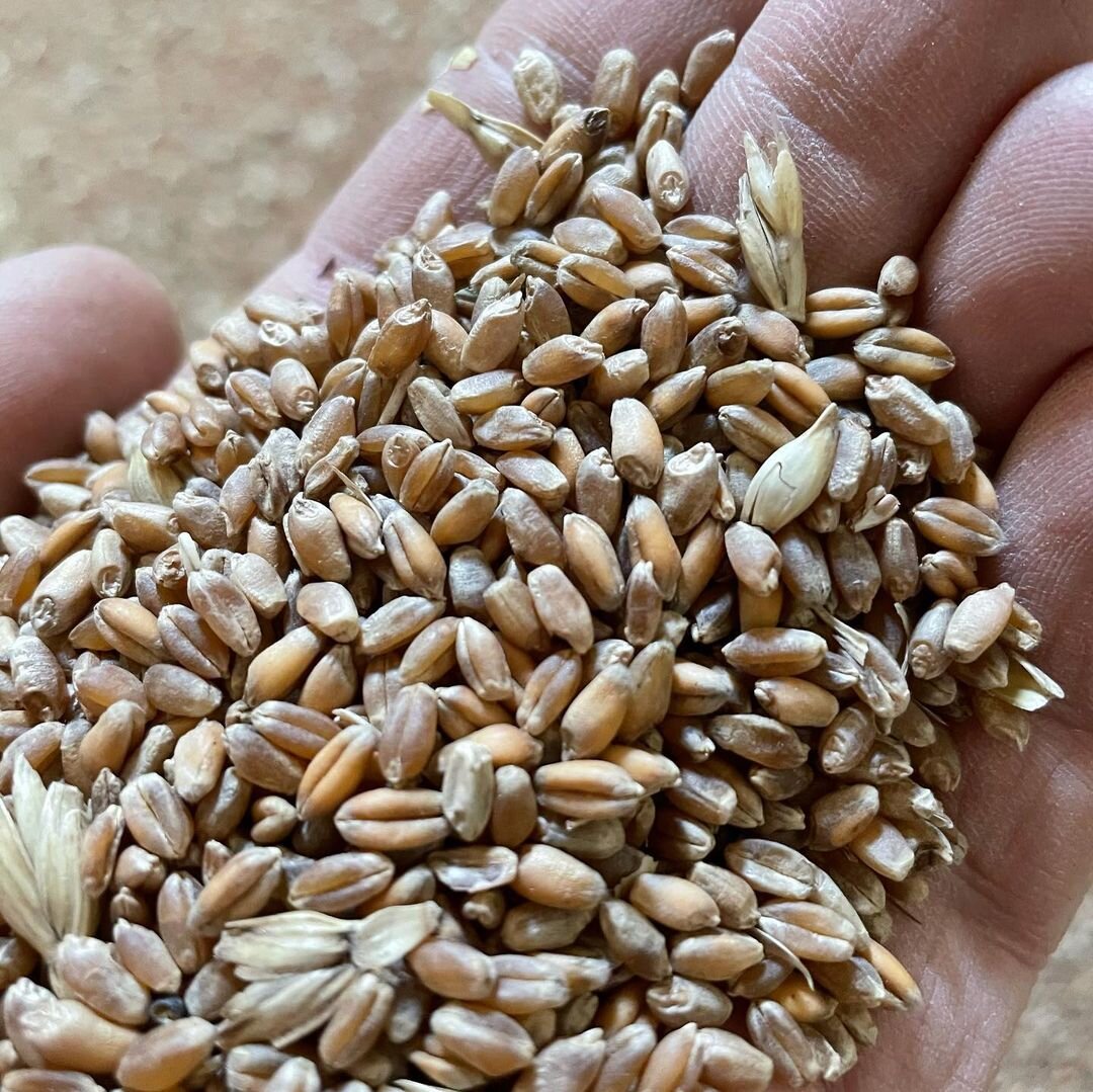 A hand full of wheat