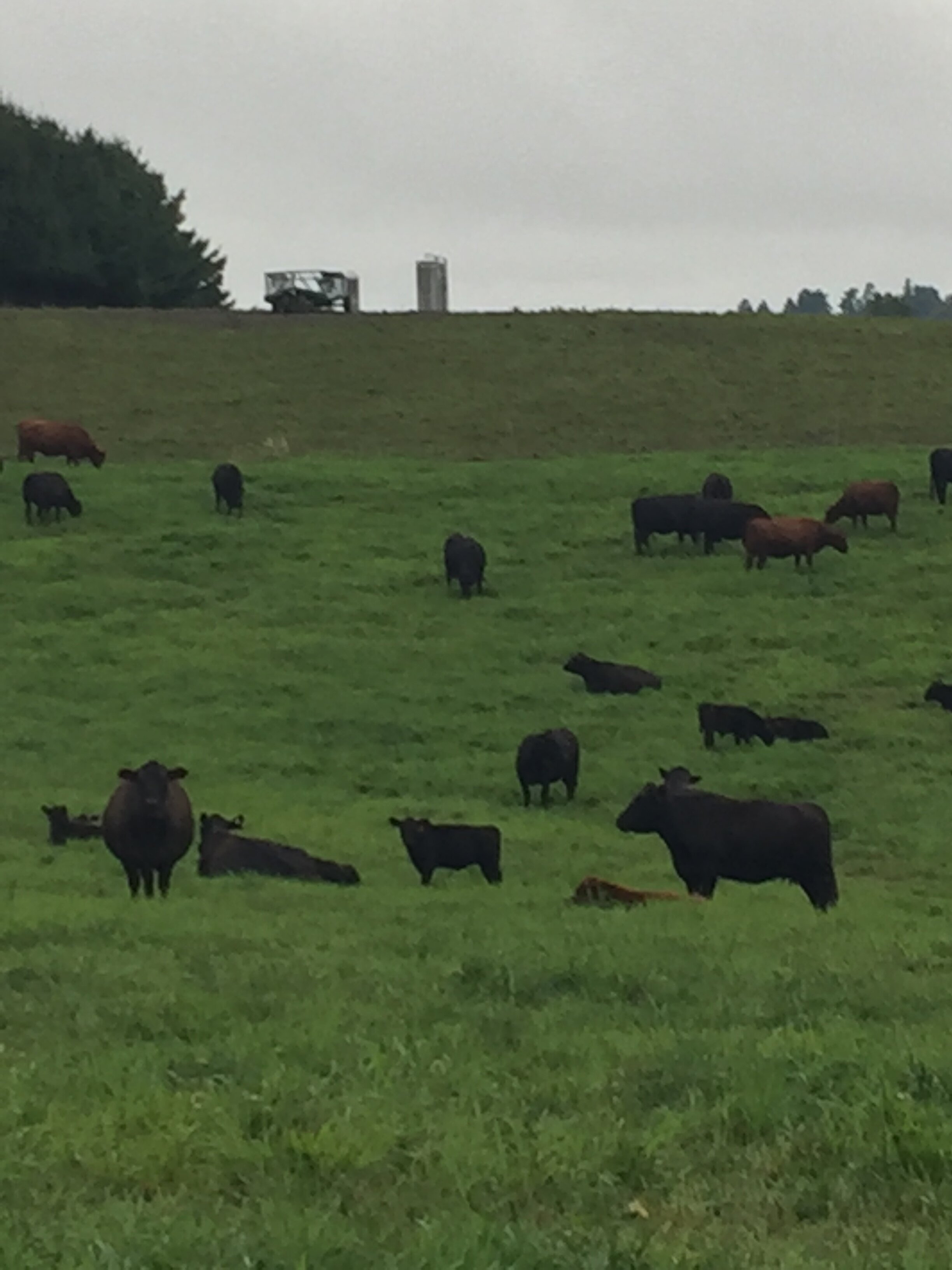 Lush pasture with black beef cattle grazing