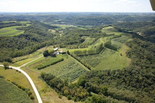 orchard aerial