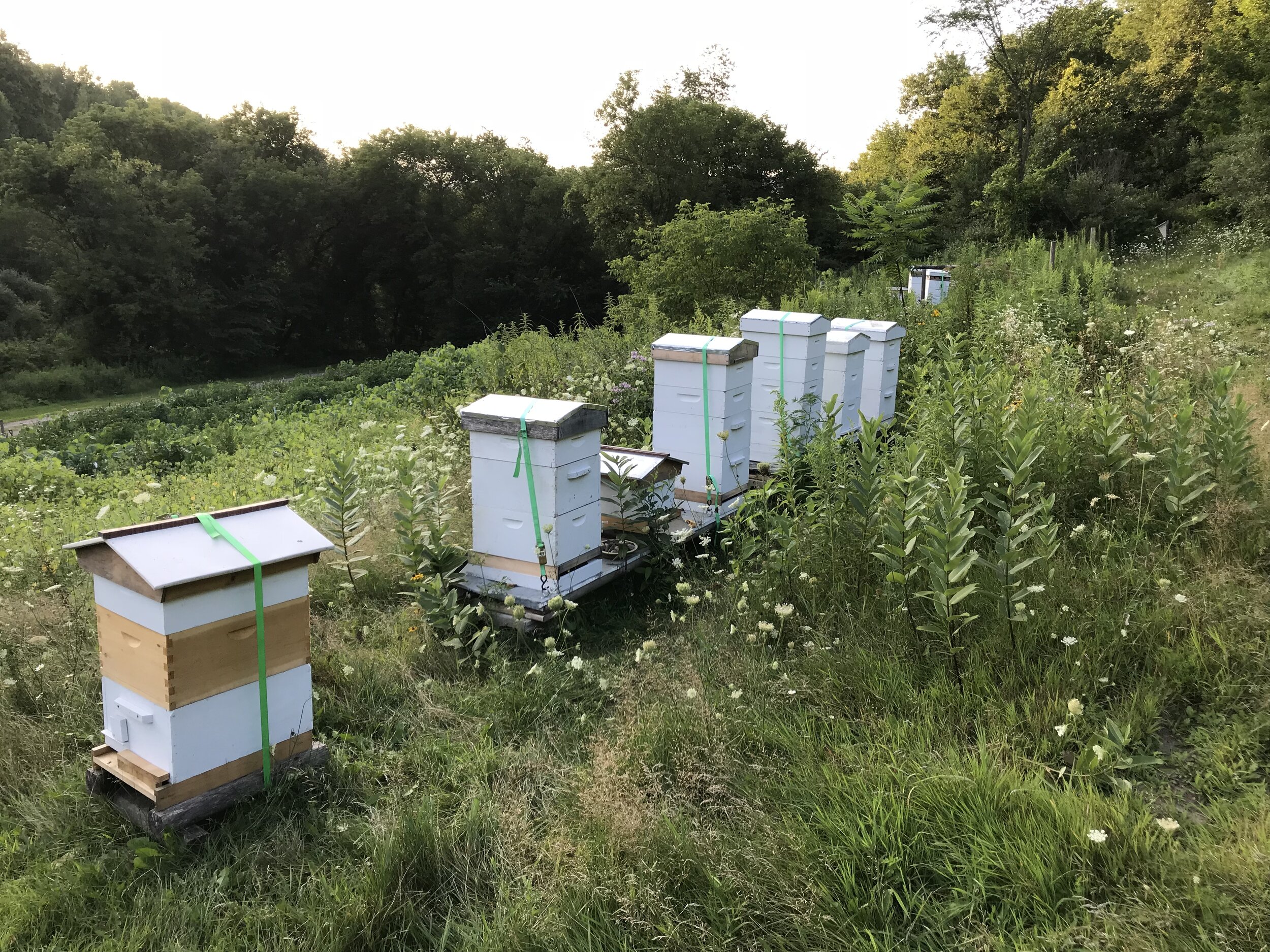 bee hives