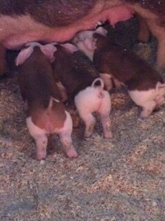 piglets