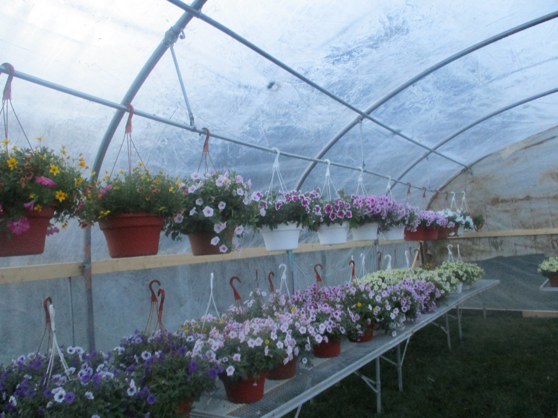 hanging basket