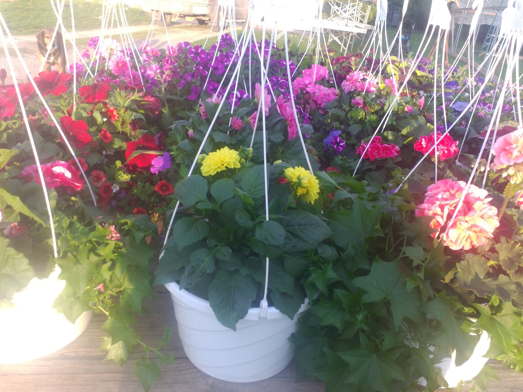 hanging baskets