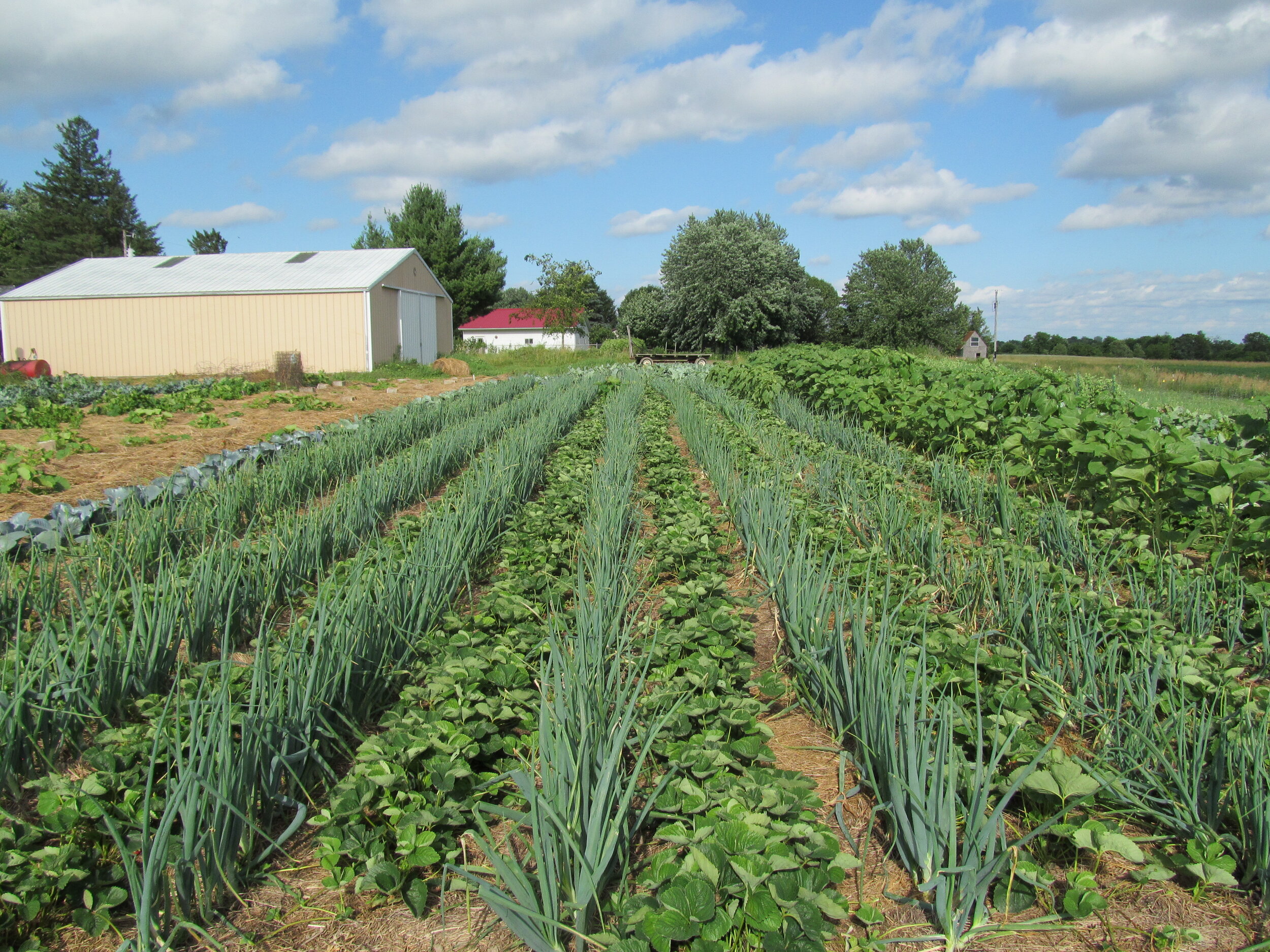 vegetable field