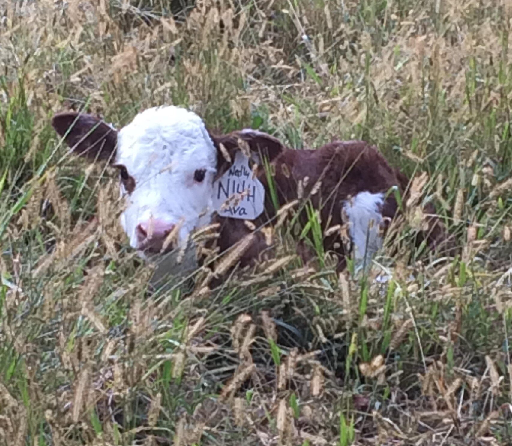 JonDor Herefords