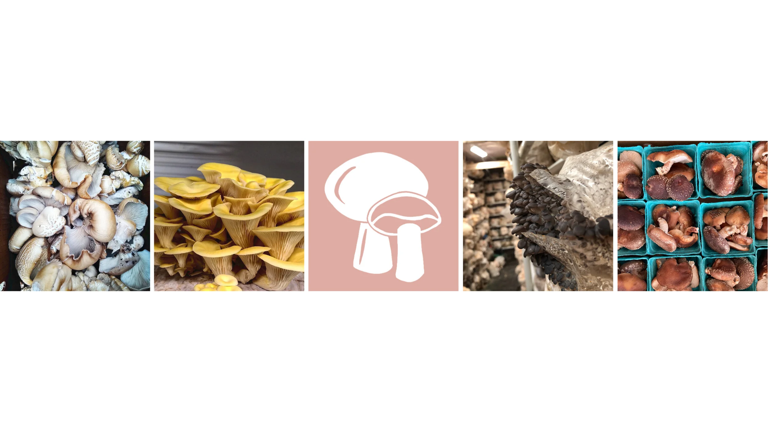Product-mushrooms.jpg
