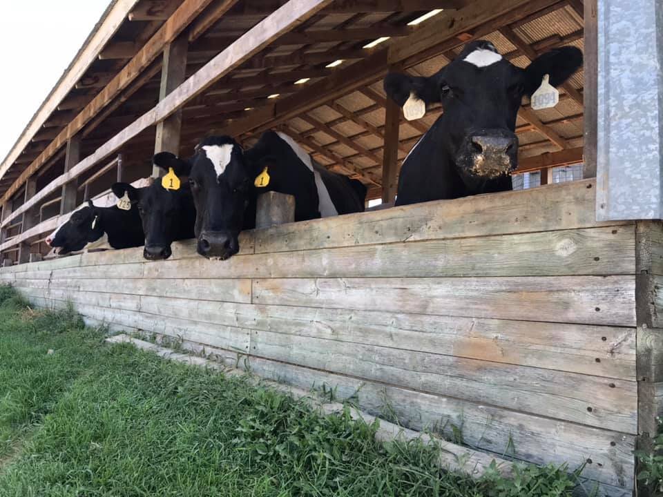 cows in barn