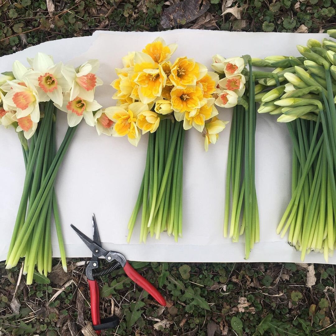 Daffodils bunched by variety on white paper with red-handled floral snips