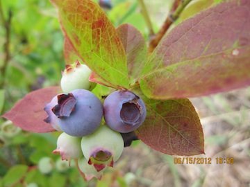 Blueberries Ripening - Nat Lee.jpg